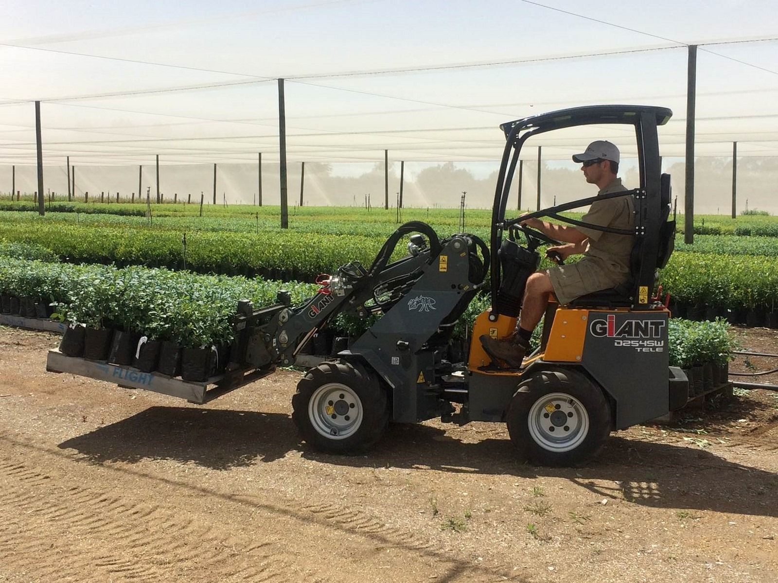 Employé conduisant la mini-chargeuse GIANT D254SW TELE qui transporte une palette de plantes dans un champs d'horticulture.